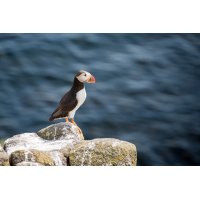 puffin.jpg